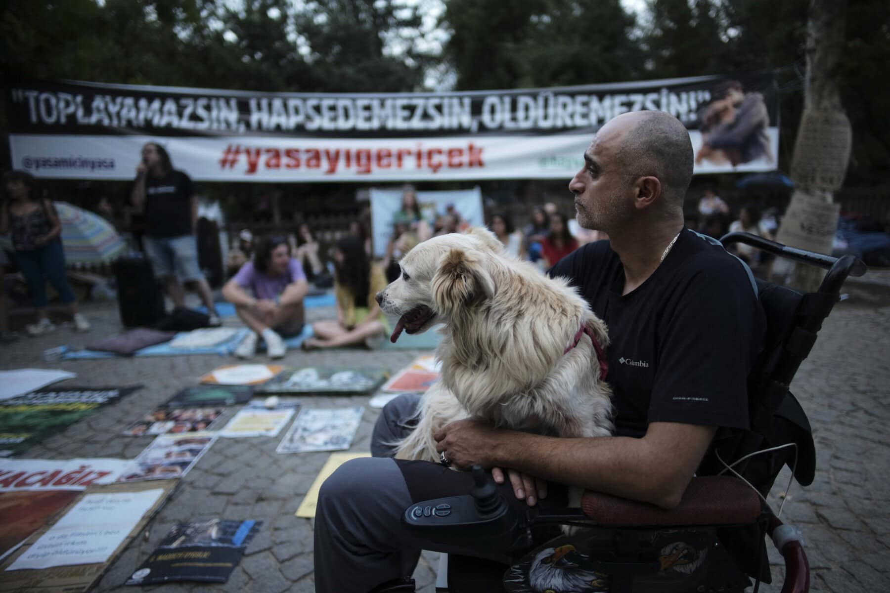Türkei will Straßenhunde loswerden – wie gehen andere Länder mit ihnen um?